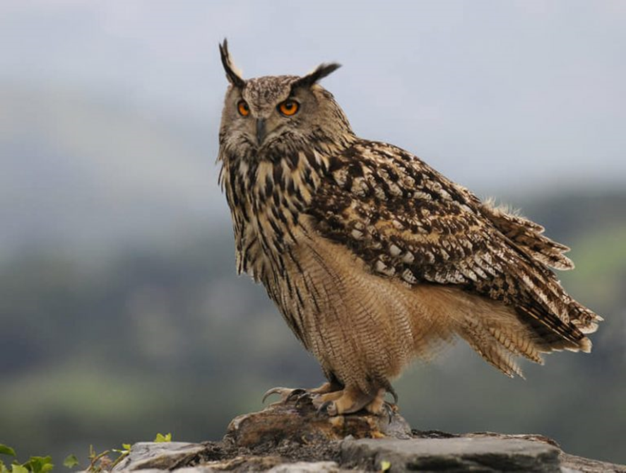 BÚHO