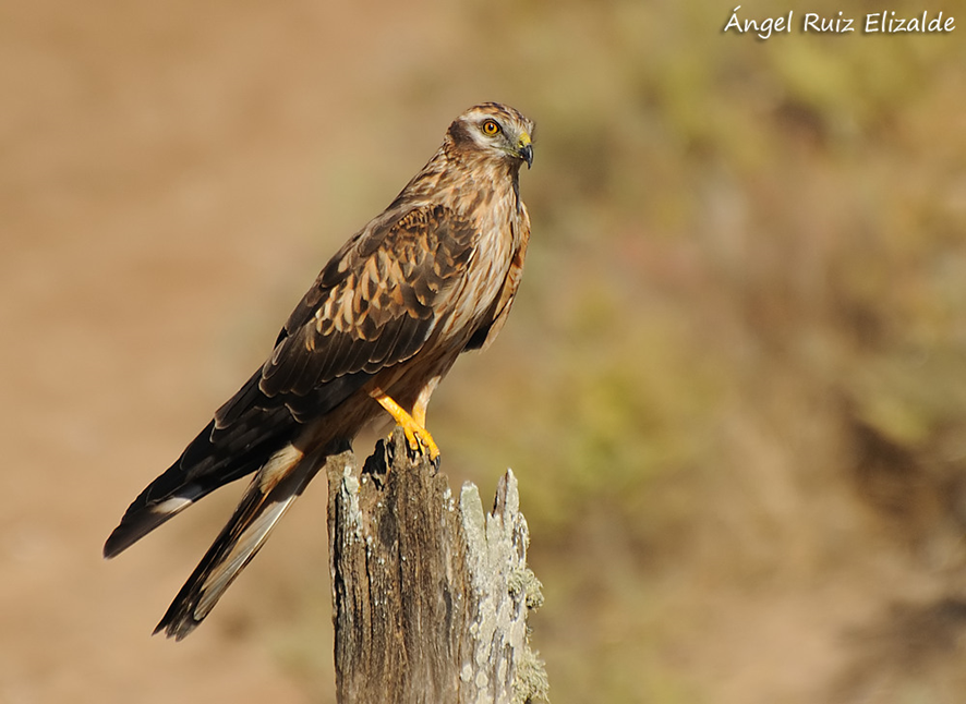 AGUILUCHO