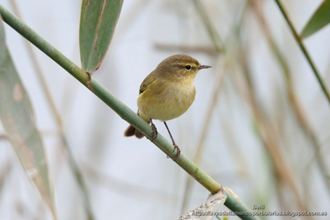 MOSQUITERO
