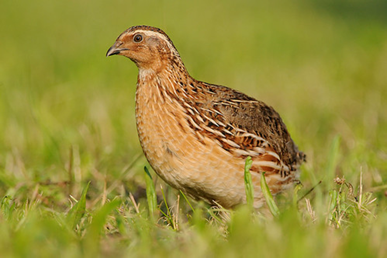 CODORNIZ
