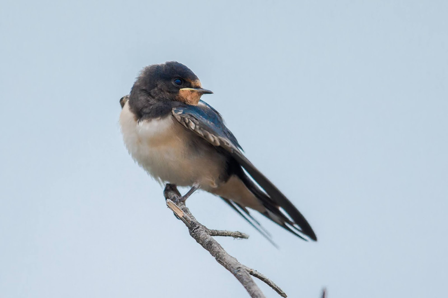 GOLONDRINA